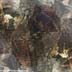 raw.rust.gorgon
